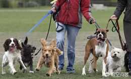 濟南釋出養犬通告：外出遛狗時狗繩最長1.5米。你怎麼看？