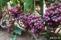 種植葡萄在補充營養元素時，如何選擇微肥？
