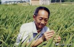 第三代雜交稻首測畝產破1000公斤，量產前景如何？
