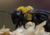 蜜蜂裡的黑蜂好嗎？