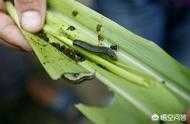 東北部分地區發現玉米粘蟲，應該如何防治？