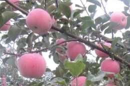 蘋果著色應注意哪些因素？蘋果種植管理技術？