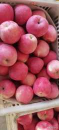 今年中早熟蘋果的價格是下降還是繼續上升？