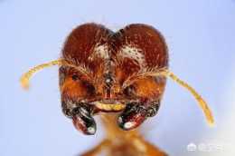 螞蟻的牙齒長什麼樣?螞蟻是怎麼吃東西的？
