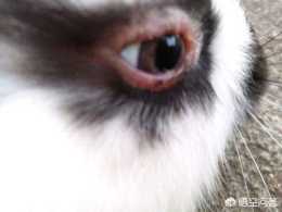 垂耳兔眼角爛了眼睛發炎怎麼辦？