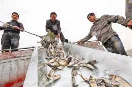 泰州靖江每年什麼時候放魚？
