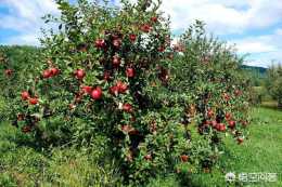 喬化蘋果樹與矮化蘋果樹的區別都有那些？