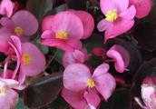 同一株四季海棠去年開的是粉色的花，今年怎麼開都是大紅色的花？是什麼原因？