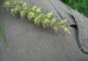 看圖片這是什麼草？很常見，長著刺兒很扎人，植物學名稱是什麼？