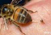 在農村被蜜蜂蟄到，有啥快速的止痛方法？