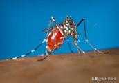 農村老大爺常說，吸血的花蚊子是從外國進口的，是真的嗎？