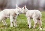 獸用通乳散要怎麼給羊使用？能不能和飼料一起餵食呢？