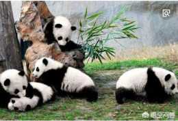 大熊貓為什麼只吃竹子？