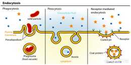 鈉離子、鉀離子可以透過胞吞的方式進入細胞嗎？