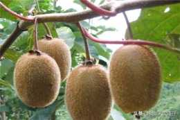 中華獼猴桃與軟棗獼猴桃怎麼區分？