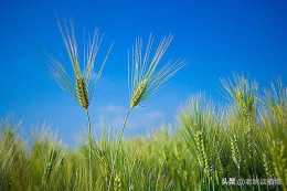 青稞和大麥怎麼區分？