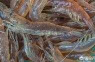 河蝦需要哪些養殖條件和養殖方法？