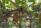 山東地區種植的獼猴桃主要有哪些品種？