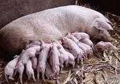 就目前行情，回農村養十頭母豬下崽，能取好效益嗎？