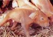 個體養殖戶怎樣減少母豬子宮炎的發生？