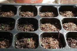 用種籽怎麼播種能使植物節節高？