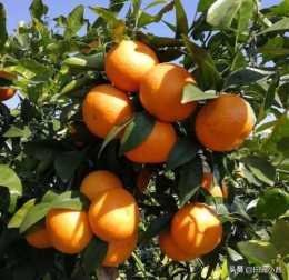 沃柑作為柑橘類的黑馬，種植戶也在瘋狂種植。那麼沃柑有哪些優、缺點？