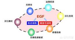 什麼護膚品裡有EGF呢?