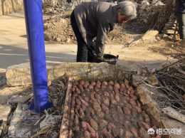 在二線城市(南京)月薪6千不包吃住，考慮回老家養豬，大家都有什麼看法？
