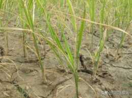 水稻拋秧第8天，需要灌水嗎？