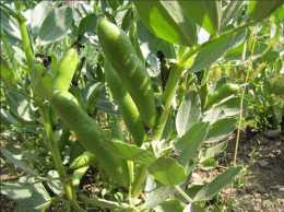 秋播蠶豆種子哪些品種高產？