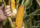 玉米收的遲會減產嗎？