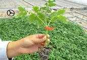 番茄怎麼透過發病規律來預防病蟲害？