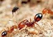 紅火蟻怕什麼植物？