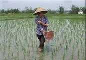 一畝田水稻用多少肥料？