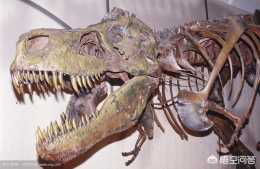 肉食恐龍和植食恐龍如何區分？