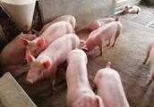 豬瘟真的是因為餵了餐廚剩餘物引起的嗎？如果農村禁止這種餵豬方式能否解決豬瘟？