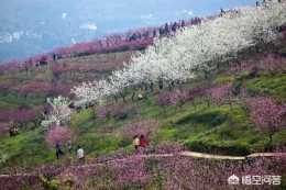 三月出遊，重慶有哪些地方適合春遊、野炊、放風箏的地方？