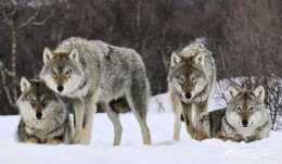 野外突然遇上七八隻結隊的狼，該怎麼辦？