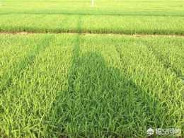 水稻栽插如何做到快速返青？