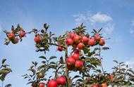 春季蘋果樹如何做好疏花疏果措施，預防大小年現象？
