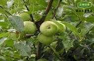 蘋果樹細長紡錘形如何保持中幹優勢？