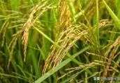 怎樣看待“袁隆平讓大家吃得太飽”這種說法，雜交水稻出現前後農民收成發生了哪些變化？