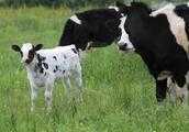牛全身發抖，口裡流出白沫是什麼原因？