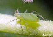 危害桃樹的蚜蟲有哪些型別？如何防治？
