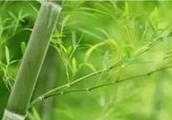 竹子是樹還是草？