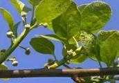 獼猴桃春季第一次用什麼農藥？