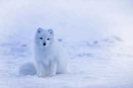 北極狐可不都是白色的！