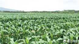 請問:別人家種玉米一垧地產量達到二萬多斤，與選的品種和田間管理有關係嗎？
