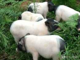 巴馬香豬會吃地下草根類嗎？如何養殖？