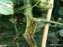 近日廣東聖女果、番茄潰瘍病爆發嚴重，如何挽救？